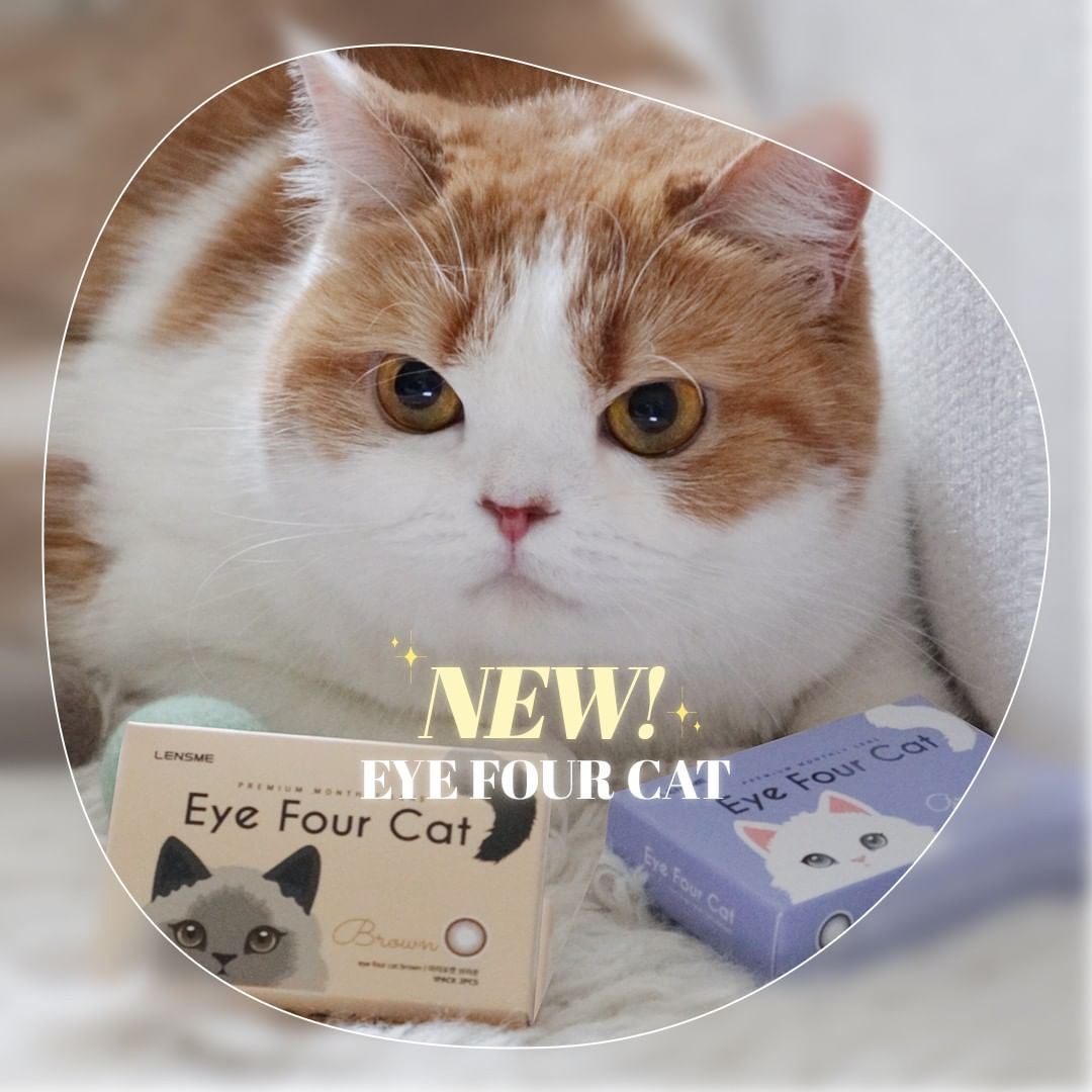 (安儷混搭6盒出貨) LENSME-EYE FOUR CAT彩色月拋(2片裝)<[安儷+PARAVISICN]品牌訂購數量需要 6 盒以上才會出貨>3